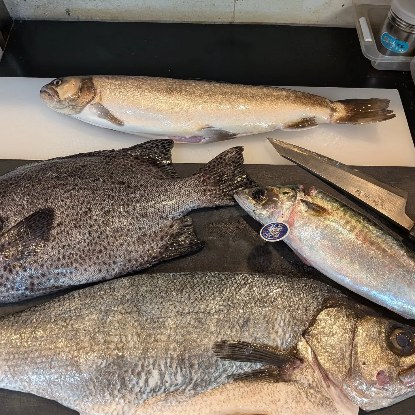 大王イワナ、イシガキダイ、姫鯖、ヒラスズキ